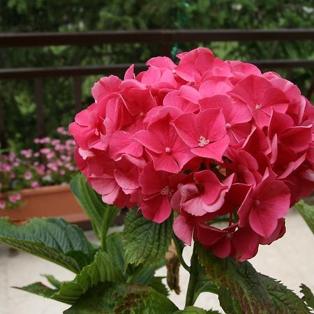 קרק Apartments Karabaic Krk מראה חיצוני תמונה
